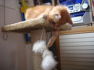 ensena como jugar a tu gatito