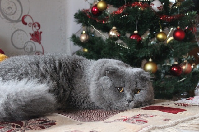 como hacer que tu gato no juegue con el arbol de navidad