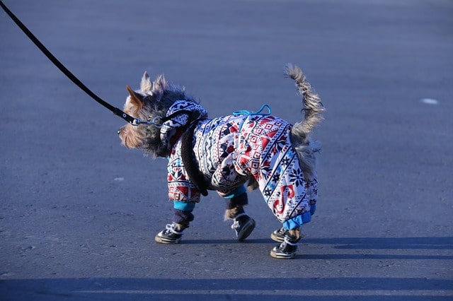 perro llevando un jersey y botas para perros