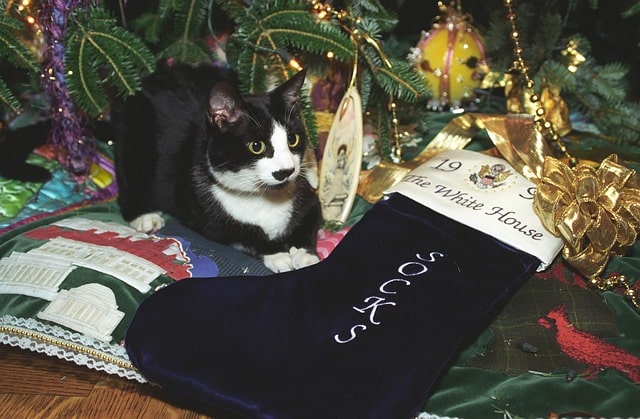 peligros del arbol de navidad para los gatos