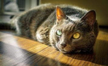 ¿Por qué mi gato vomita?