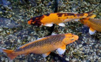 Como elergir el mejor sustrato o grava para tu acuario