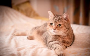 Como educar a tu gato para que use el WC