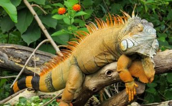 Cuidados básicos para una iguana-min