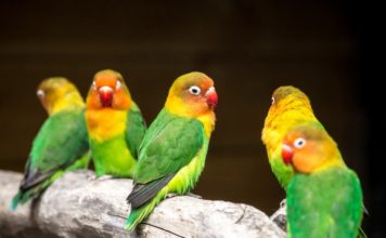 Ejercicios y juguetes para pájaros