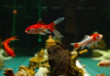 Guía para principiantes para el cuidado de peces tropicales