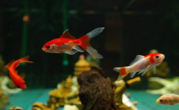 Guía para principiantes para el cuidado de peces tropicales