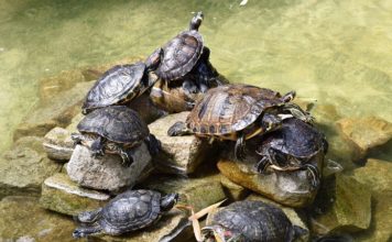 Guía para saber como cuidar de una tortuga