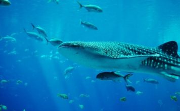 5 datos curiosos sobre los peces