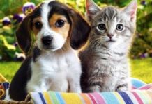 ¿Perros o gatos? ¿Cuál es mas inteligente?