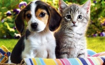 ¿Perros o gatos? ¿Cuál es mas inteligente?