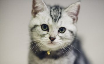 Beneficios de tener gatos como mascotas