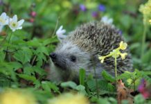 Guia basica para cuidar de un erizo