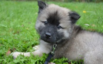Como adiestrar a tu cachorro para caminar con correa