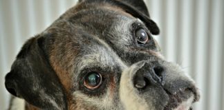 ¿Es importante hacer chequeos geriátricos a los perros mayores?