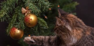 como proteger el arbol de navidad de la curiosidad de tu gato