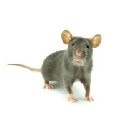 Ratas y ratones